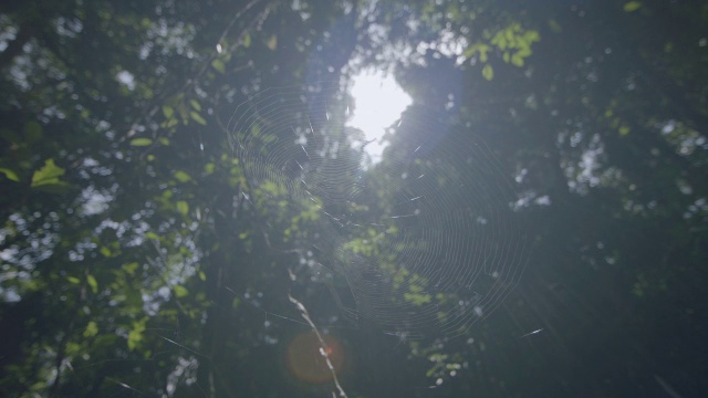 阳光透过带有蜘蛛网的森林树冠缝隙照耀/巴拿马的巴罗科罗拉多岛视频素材