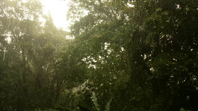 哥斯达黎加萨拉皮基热带森林的暴雨视频下载