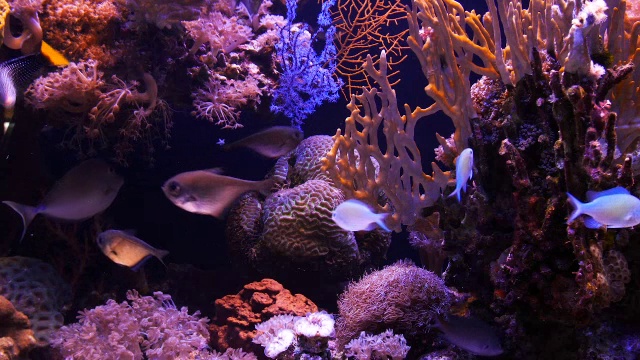 被紫外线照射的珊瑚礁视频下载