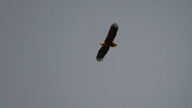 飞行中的白尾鹰(Haliaeetus albicilla)，动作缓慢视频下载