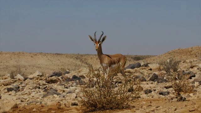 沙漠中，公瞪羚站在金合欢树下视频下载