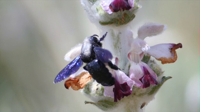 紫色木蜂(紫堇)在花上视频下载