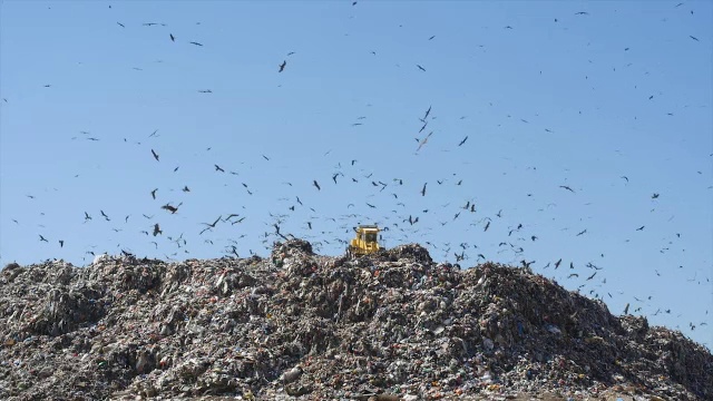 在以色列南部，数千名黑鸢(Milvus移民)在一个巨大的垃圾堆上觅食，而重型车辆和垃圾车带来了更多的垃圾视频下载