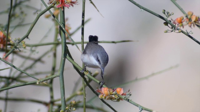 在沙漠绿洲的迁徙过程中，一种名为西尔维娅·霍顿斯的林莺正在进食视频下载