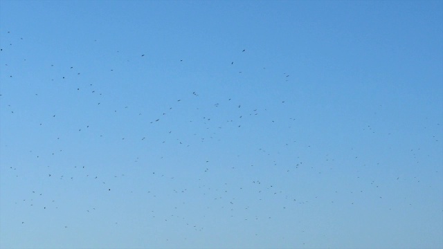 成千上万的猛禽，主要是蜜雕，迁徙到埃拉特山脉以北视频素材