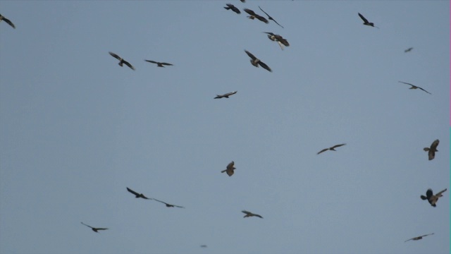 成千上万的猛禽，主要是蜜雕，迁徙到埃拉特山脉以北视频素材