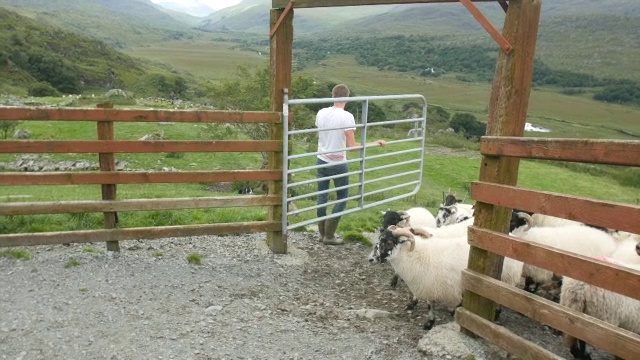羊被年轻的农民和牧羊犬引进羊圈视频下载