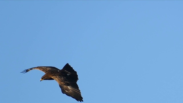 黎凡特麻雀鹰在天空中翱翔，以色列视频素材