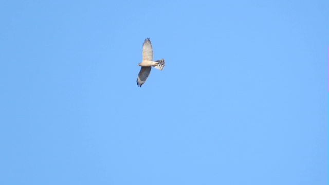 黎凡特麻雀鹰在天空中翱翔，以色列视频素材
