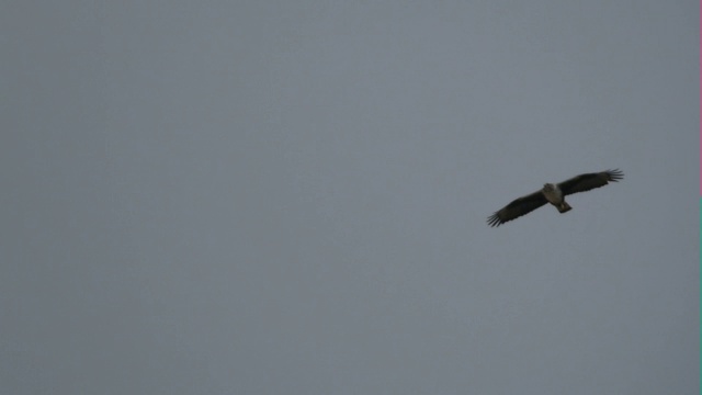 博内利鹰(Aquila fasciata) -成年站立和飞行视频素材