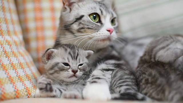 可爱的小猫和妈妈在沙发上视频素材