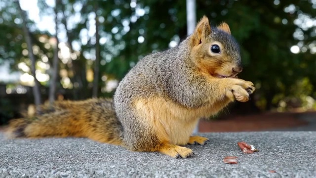 一只狐狸松鼠正在吃花生视频素材