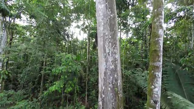 从空中俯瞰亚马逊丛林的巨树视频素材