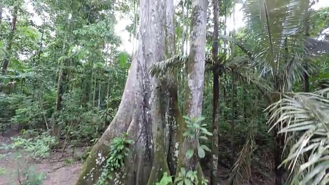 在秘鲁的雨林中，追踪一棵布满气生根的雨林树的树干视频素材