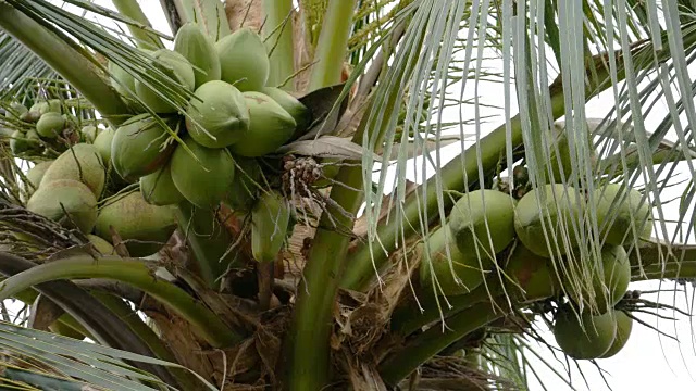 椰子在树视频素材