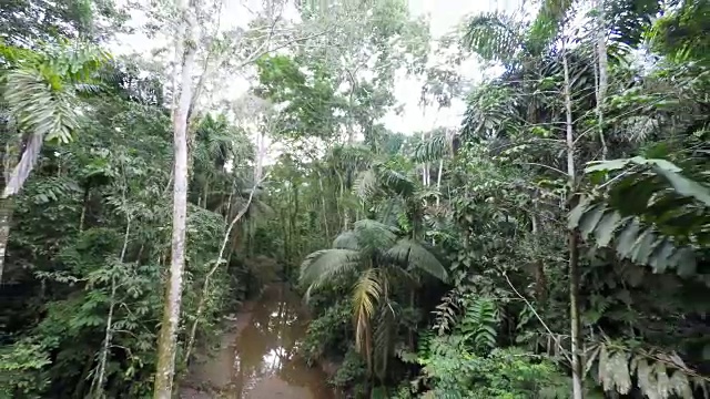 空中反向飞行穿过泥泞的亚马逊雨林视频下载