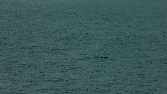 鲸的喷水和背鳍视频下载