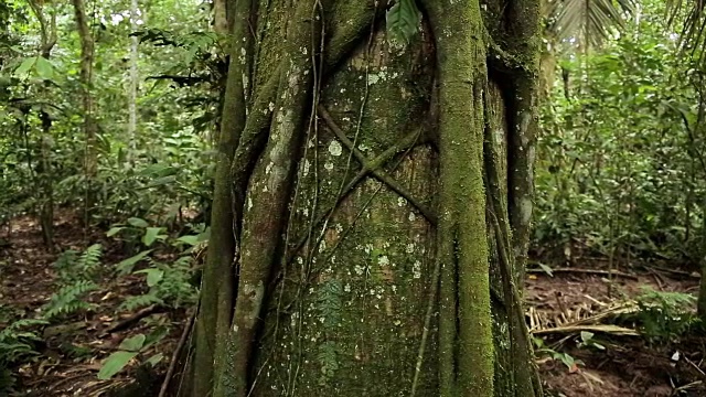 在秘鲁的雨林中，潘横跨一棵布满气生根的热带雨林树干视频素材