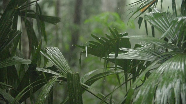 热带雨下的竹林在季风雨季来临视频素材