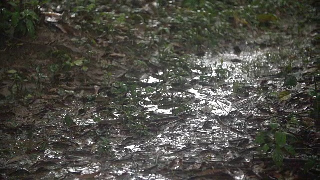 暴雨期间雨水在雨林地板上，高速盘面视频素材