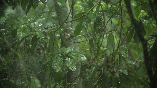 热带森林树叶上缓慢高速的雨盘视频素材