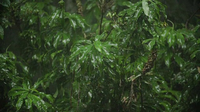 热带雨林中的高速季风雨视频素材