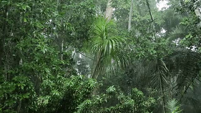热带雨林内部的降雨视频素材