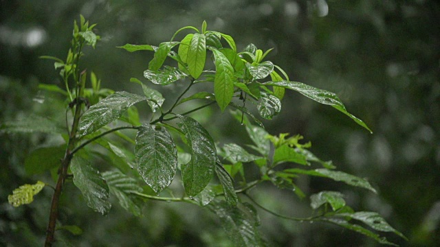 热带雨林树叶上的高速降雨视频素材