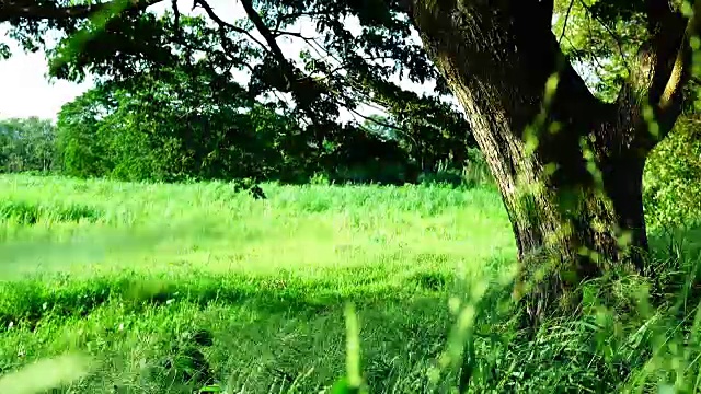 树和草地视频下载