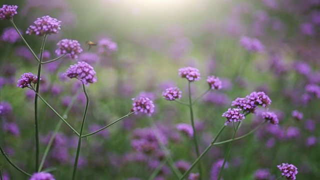 阳光下的田野，有紫色的花和飞翔的蜜蜂。视频素材