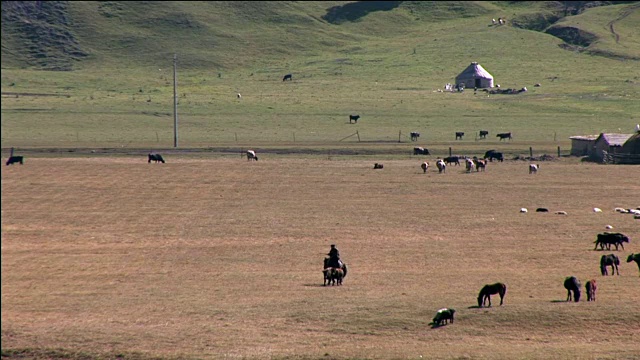 骑马追赶牛的人视频素材