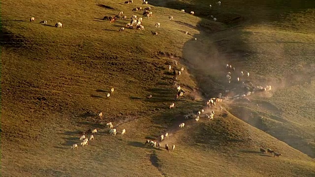 一群牛在中国新疆迁徙视频素材