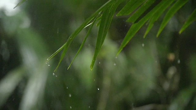 长盘热带降雨。浅聚焦叶子。视频素材