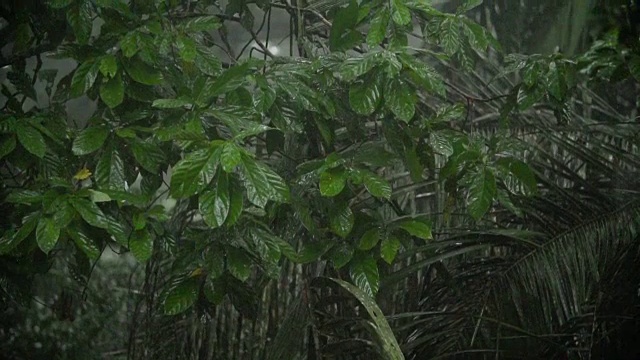 雨季的热带雨林视频素材
