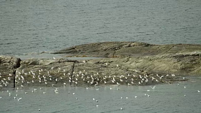 海鸟栖息在岩石小岛上视频下载