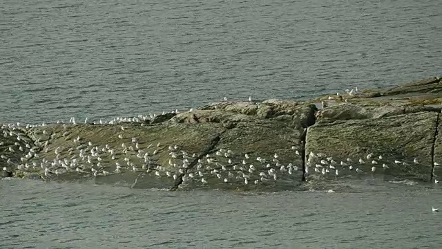 小岛上的海鸟群视频下载