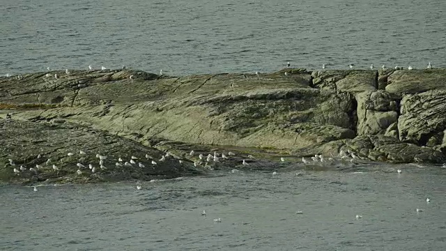 海鸥聚集在岩石小岛上视频下载