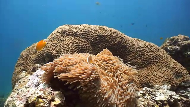 海底奇观:华丽的海葵和臭鼬海葵鱼小丑鱼。视频下载