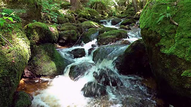 美丽的山溪和岩石上的苔藓视频素材