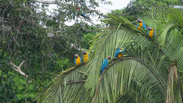 六只蓝金金刚鹦鹉在棕榈树，高速公路视频下载