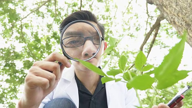 生物学家使用放大镜分析森林公园中的植物视频下载