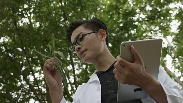在森林公园，生物学家使用数字平板分析药草视频下载