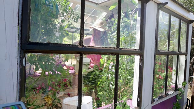 破旧别致的温室园艺。温室内的植物浇水。视频下载