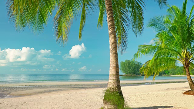 棕榈树的海滩视频下载