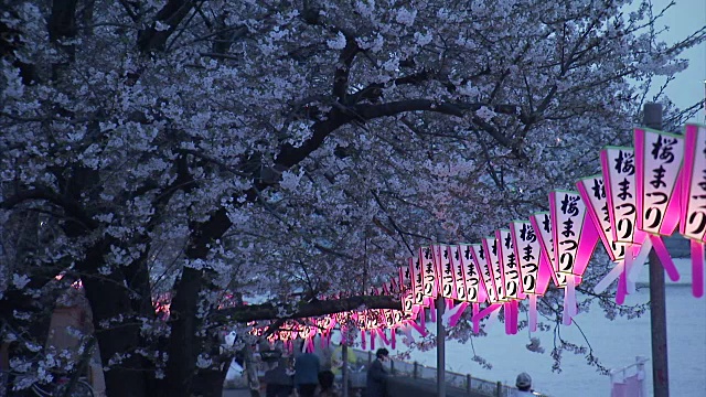 日本东京隅田河边的樱花盛开视频素材