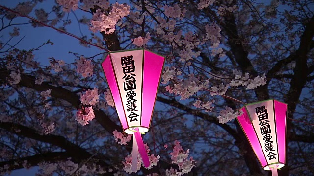 灯笼在黄昏的樱花中随风摇摆视频素材