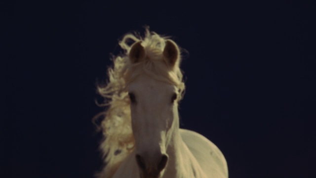 一匹白马在蓝屏前奔驰的慢动作镜头。视频素材