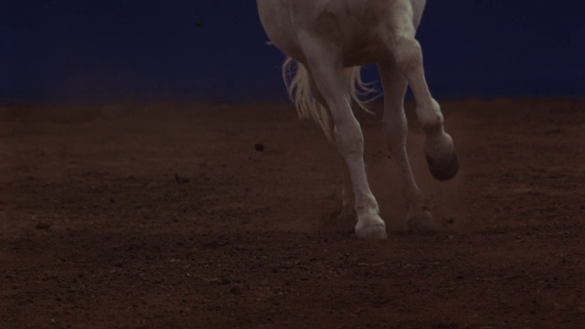 一匹白马在蓝屏前奔驰。视频素材