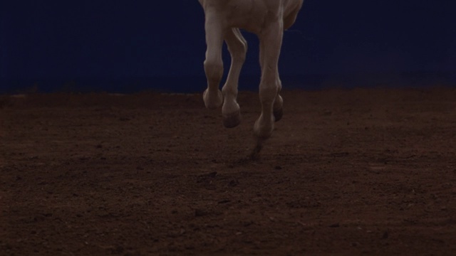 一匹在泥地上奔跑的白马。视频素材
