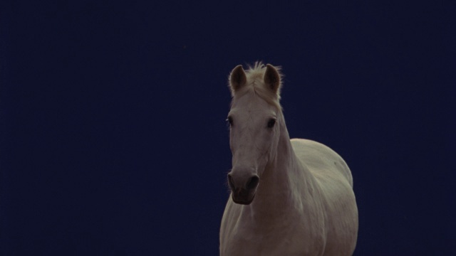 一匹白马在蓝屏前奔跑。视频素材